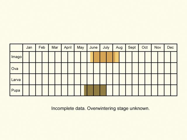  Life stages table Copyright Martin Evans 