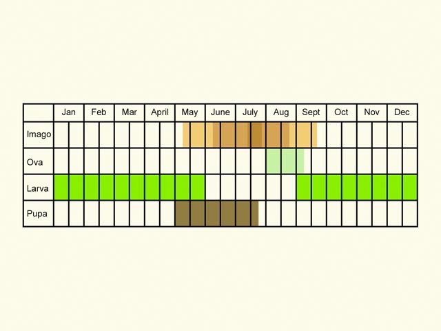  Life stages table Copyright Martin Evans 