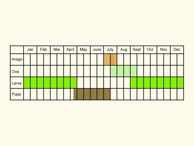  Life stages table Copyright Martin Evans 