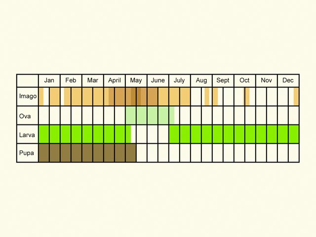  Life stages table Copyright Martin Evans 