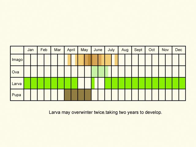 Life stages table Copyright Martin Evans 