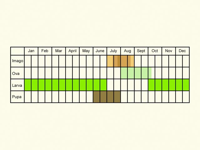  Life stages table Copyright Martin Evans 