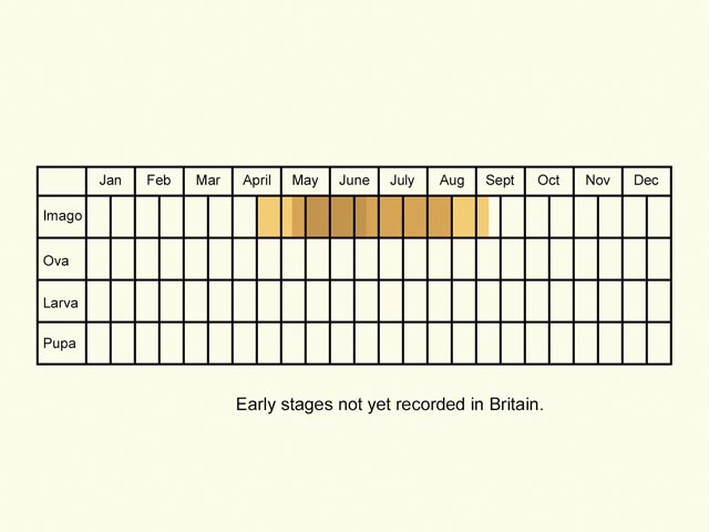  Life stages table Copyright Martin Evans 