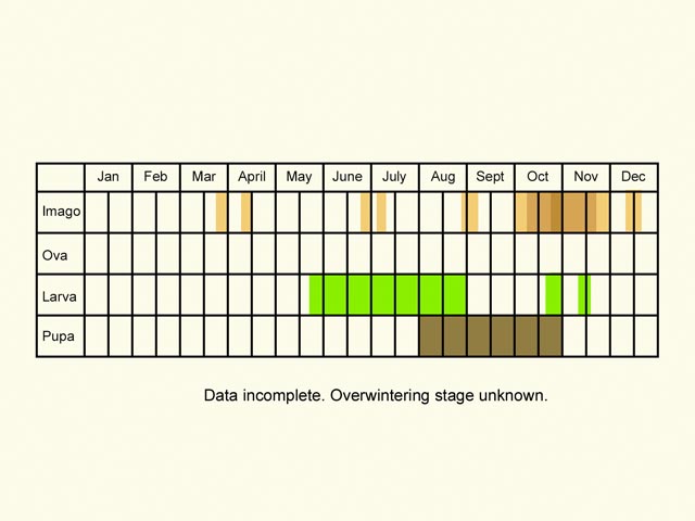  Life stages table Copyright Martin Evans 