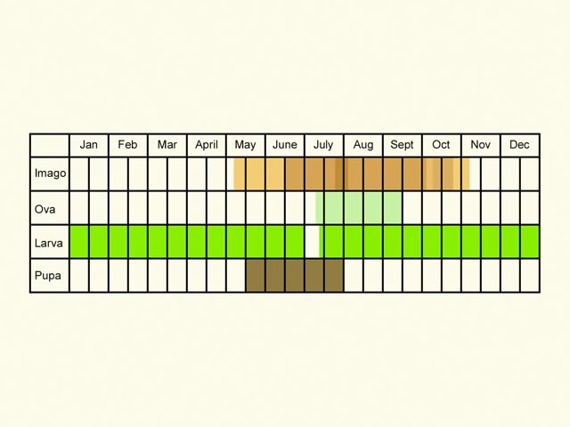  Life stages table Copyright Martin Evans 