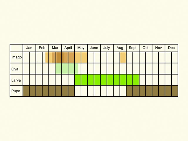  Life stages table Copyright Martin Evans 