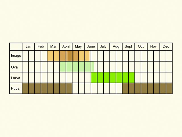 Life stages table Copyright Martin Evans 