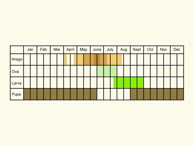  Life stages table Copyright Martin Evans 