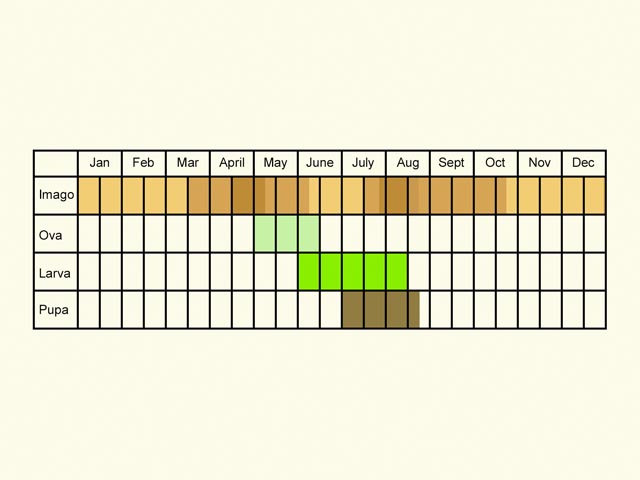  Life stages table Copyright Martin Evans 