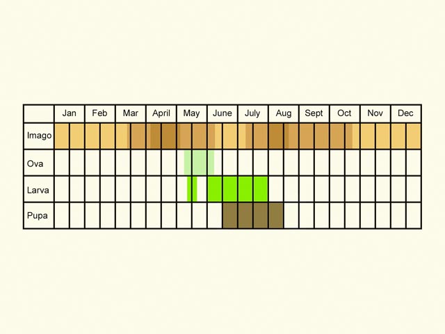  Life stages table Copyright Martin Evans 