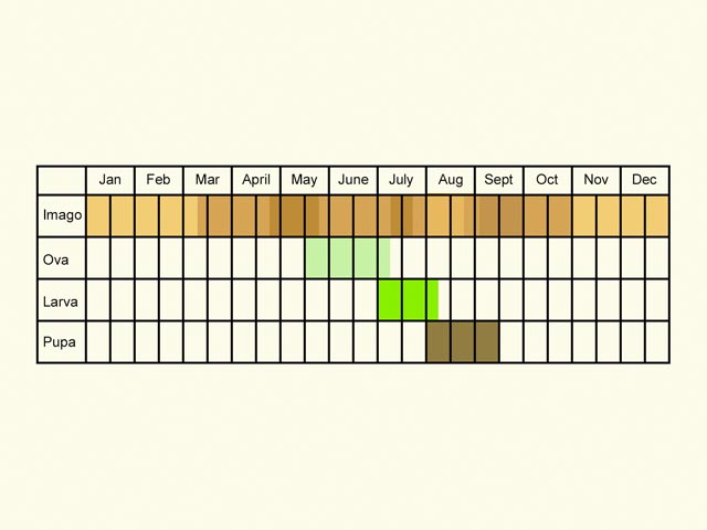  Life stages table Copyright Martin Evans 
