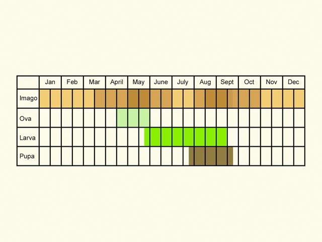  Life stages table Copyright Martin Evans 