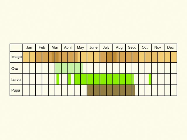  Life stages table Copyright Martin Evans 