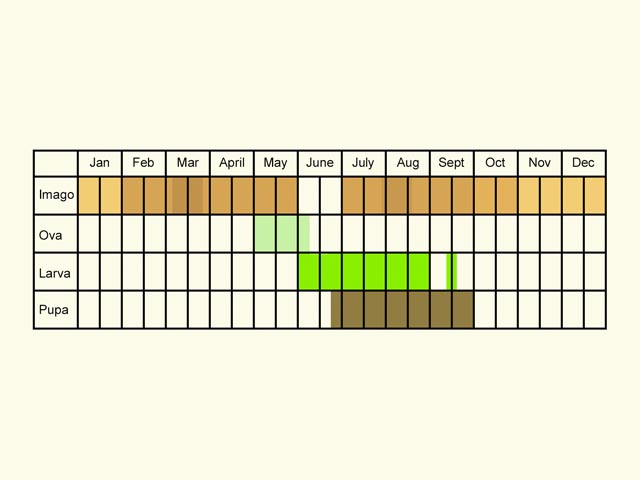  Life stages table Copyright Martin Evans 