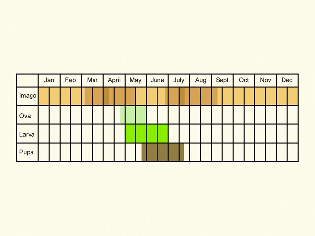  Life stages table Copyright Martin Evans 