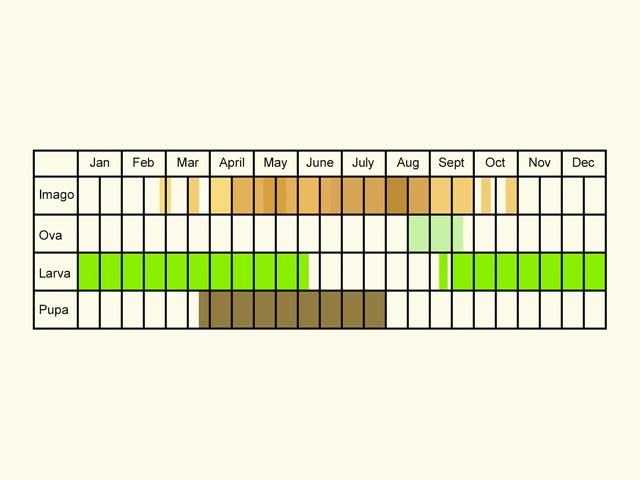  Life stages table Copyright Martin Evans 