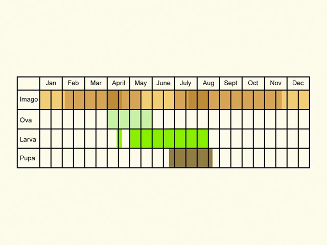  Life stages table Copyright Martin Evans 