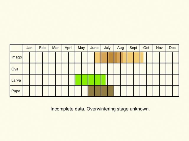  Life stages table Copyright Martin Evans 