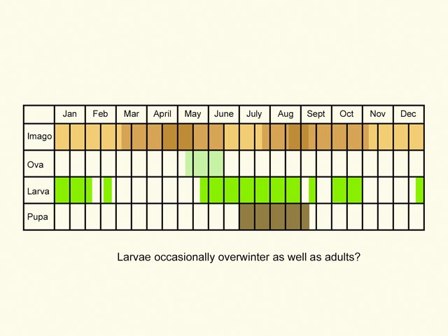  Life stages table Copyright Martin Evans 