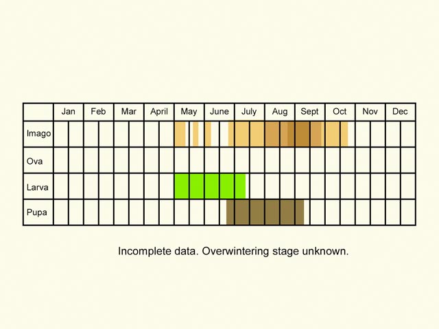  Life stages table Copyright Martin Evans 