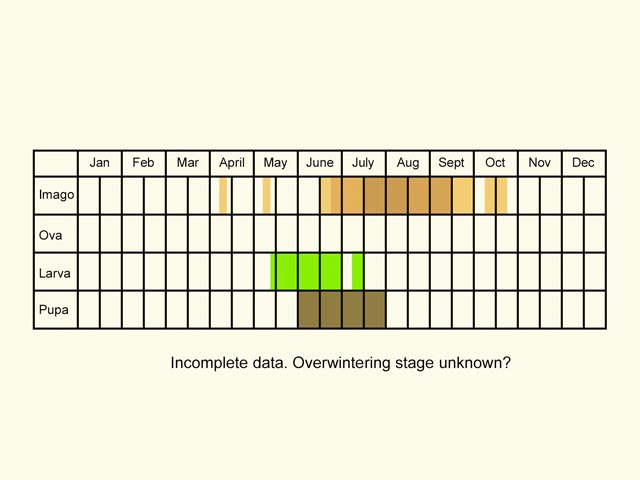  Life stages table Copyright Martin Evans 