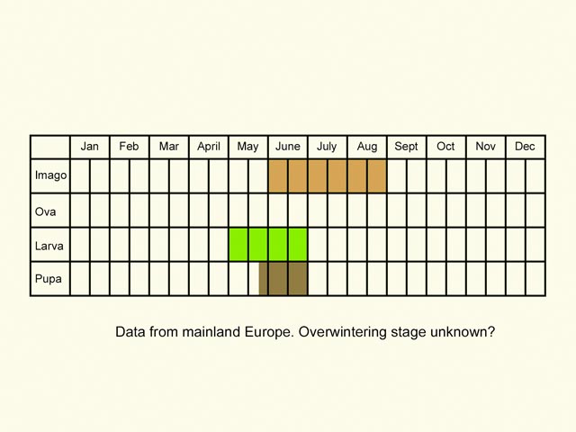  Life stages table Copyright Martin Evans 