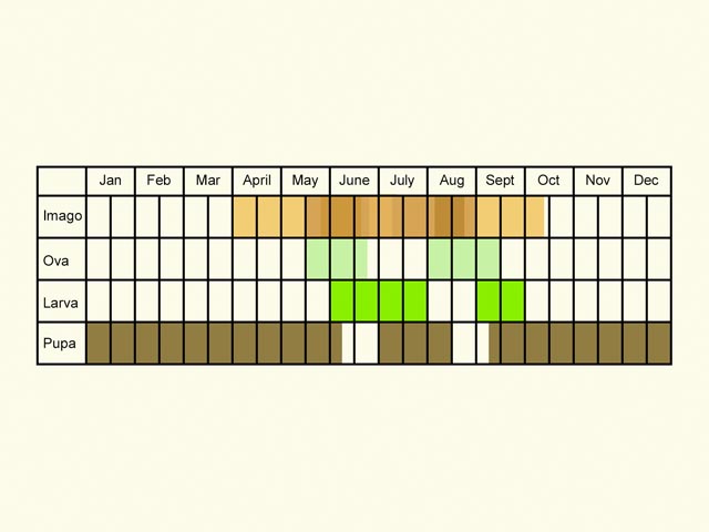  Life stages table Copyright Martin Evans 