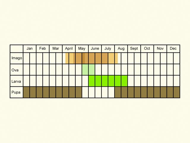  Life stages table Copyright Martin Evans 