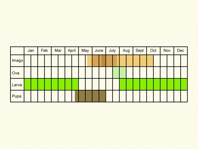  Life stages table Copyright Martin Evans 