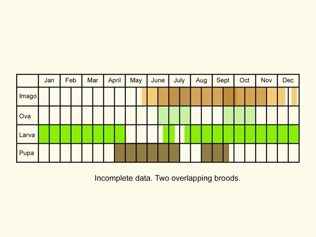  Life stages table Copyright Martin Evans 