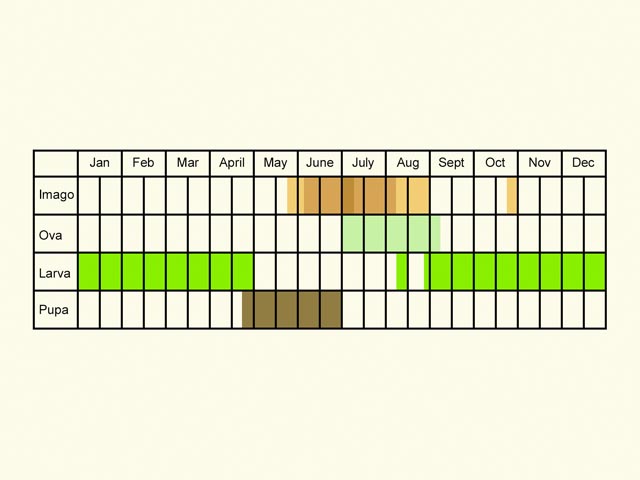  Life stages table Copyright Martin Evans 