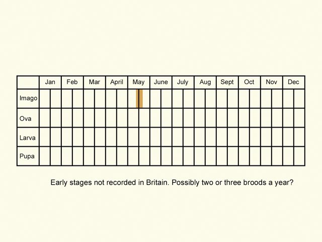  Life stages table Copyright Martin Evans 