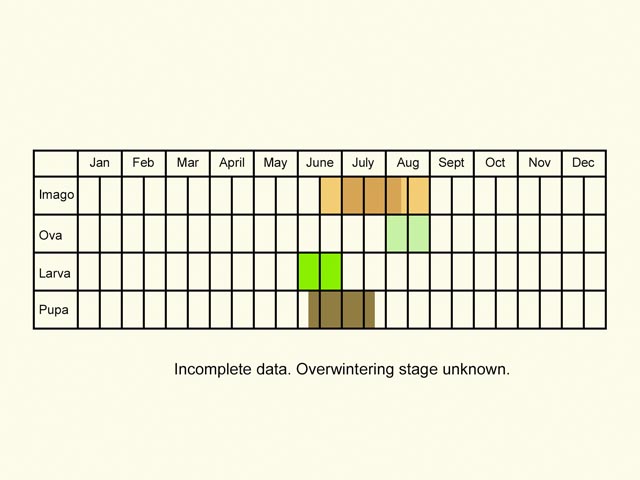  Life stages table Copyright Martin Evans 