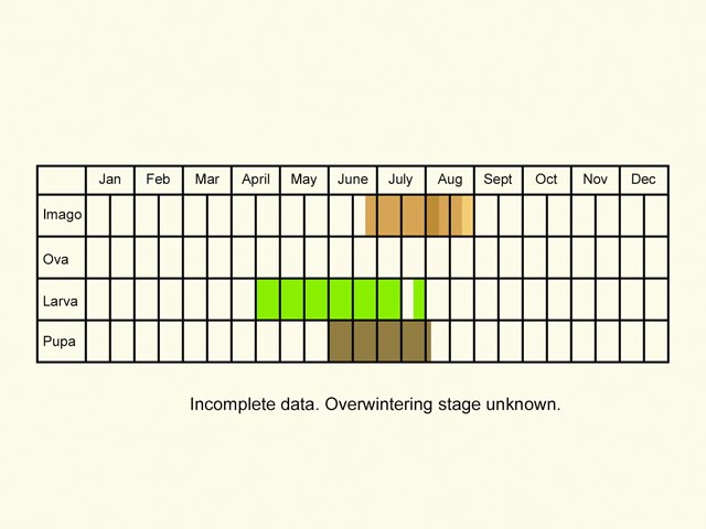  Life stages table Copyright Martin Evans 