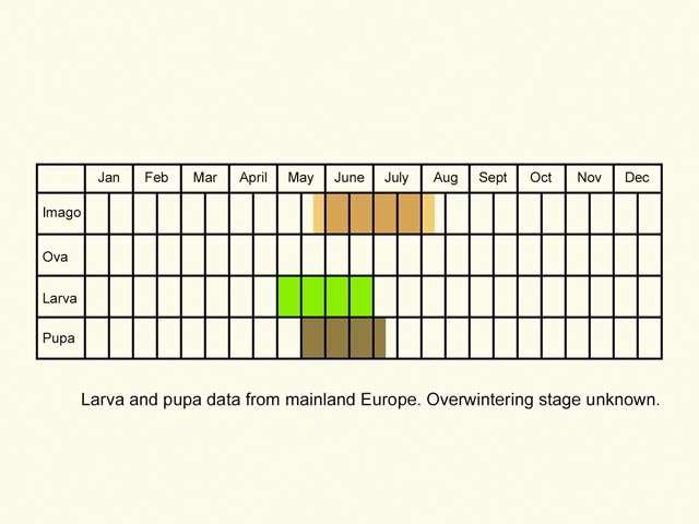  Life stages table Copyright Martin Evans 