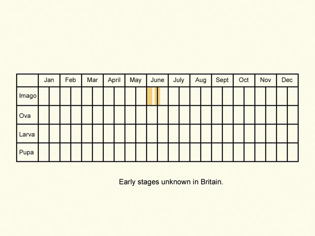  Life stages table Copyright Martin Evans 