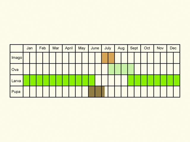  Life stages table Copyright Martin Evans 