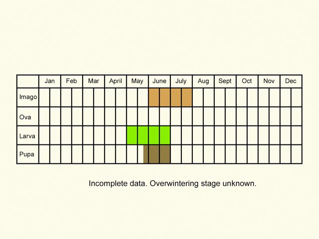  Life stages table Copyright Martin Evans 