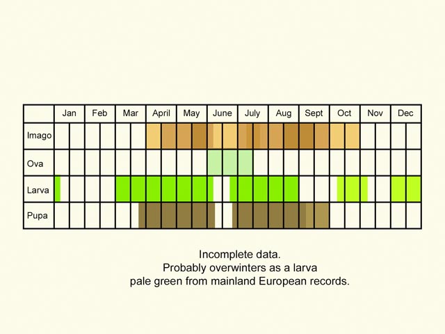  Life stages table Copyright Martin Evans 