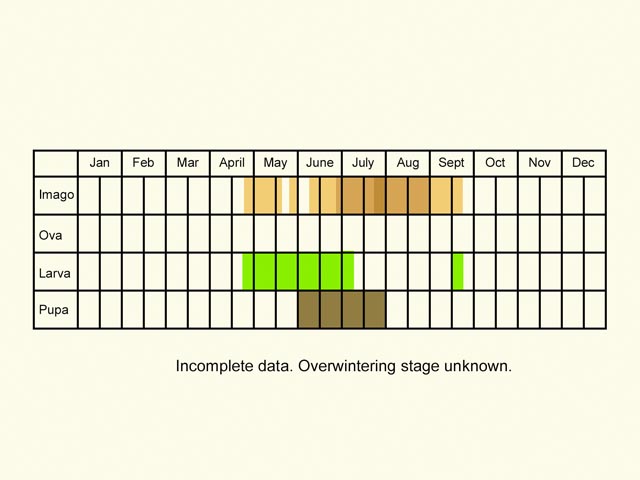  Life stages table Copyright Martin Evans 
