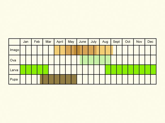  Life stages table Copyright Martin Evans 