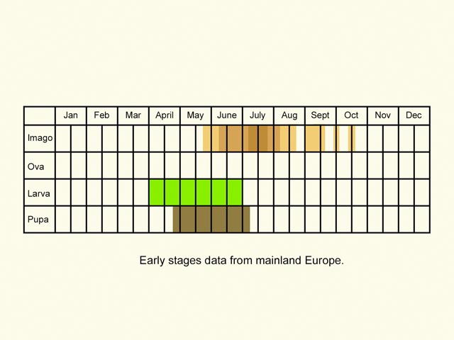  Life stages table Copyright Martin Evans 