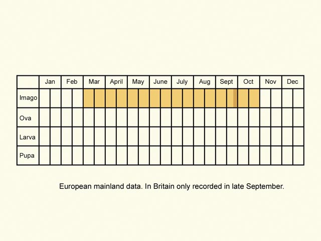  Life stages table Copyright Martin Evans 