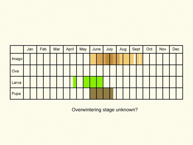  Life stages table Copyright Martin Evans 