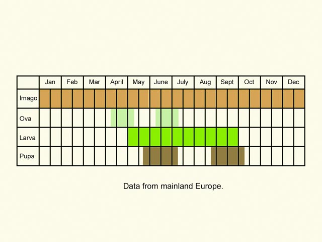  Life stages table Copyright Martin Evans 