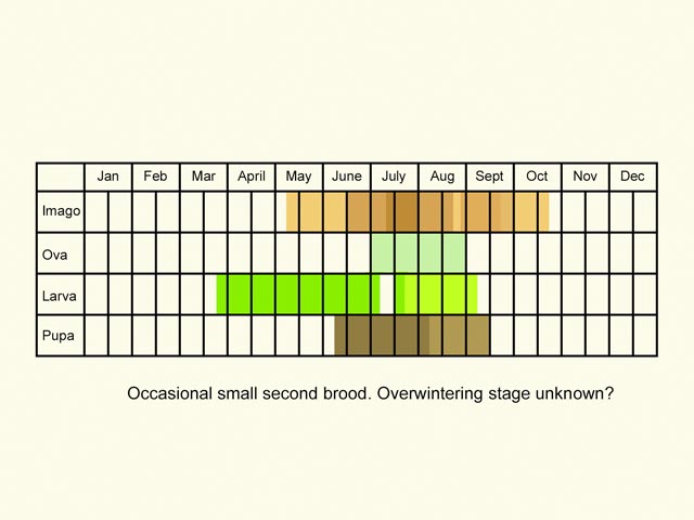  Life stages table Copyright Martin Evans 