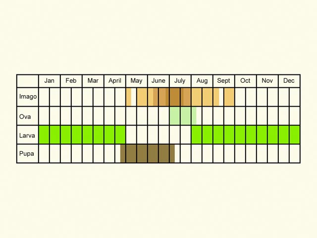  Life stages table Copyright Martin Evans 