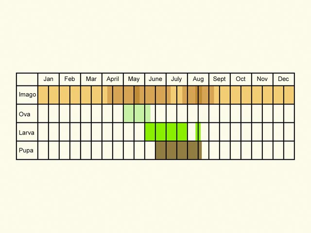  Life stages table Copyright Martin Evans 