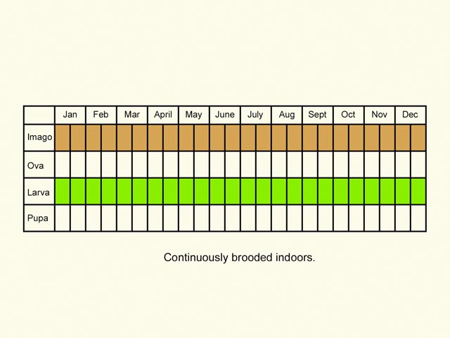  Life stages table Copyright Martin Evans 