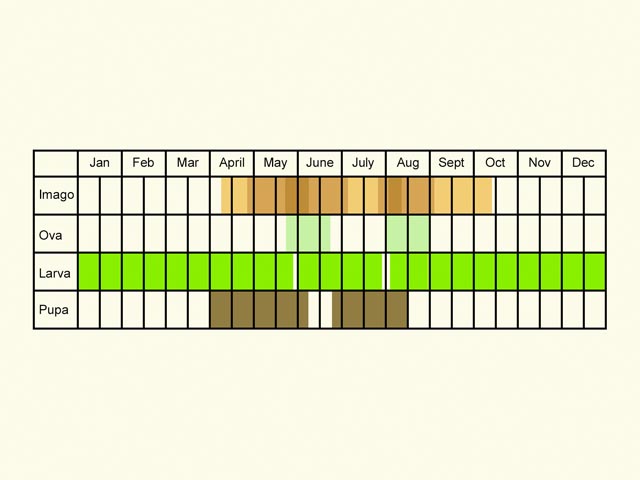  Life stages table Copyright Martin Evans 